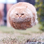 Hover Cat